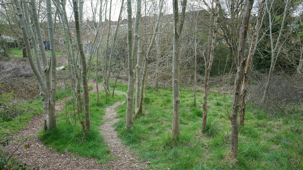 A woodland path splitting in two.