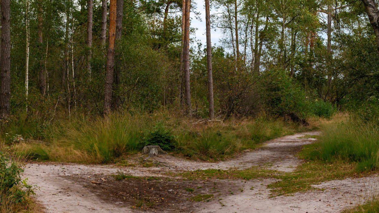 Three paths splitting in a forest, for the three routes to summarizing one video.