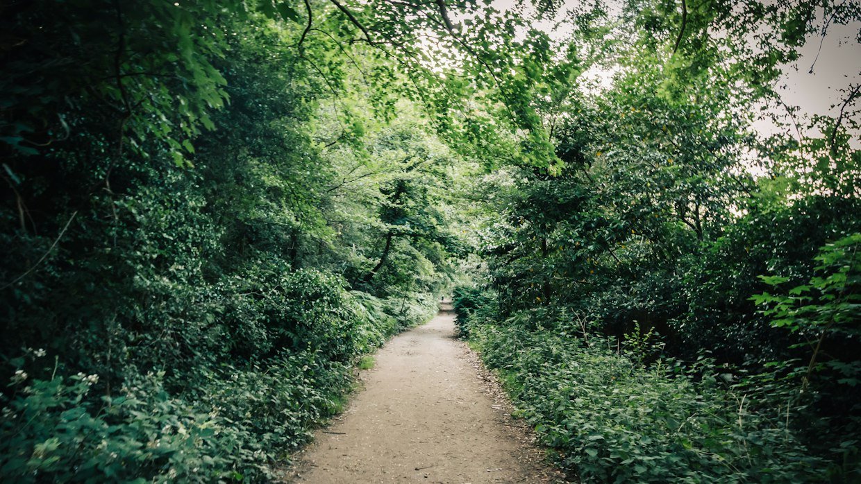 Two paths diverging in woodland.
