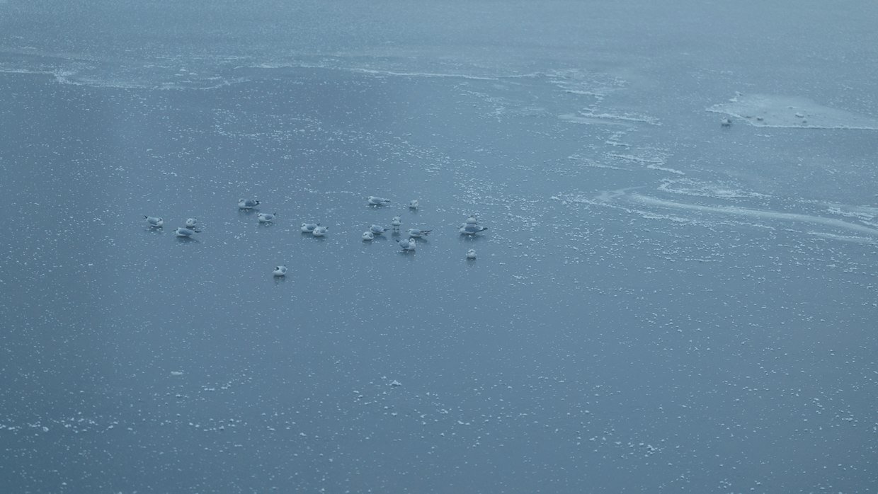 The frozen surface of still water.