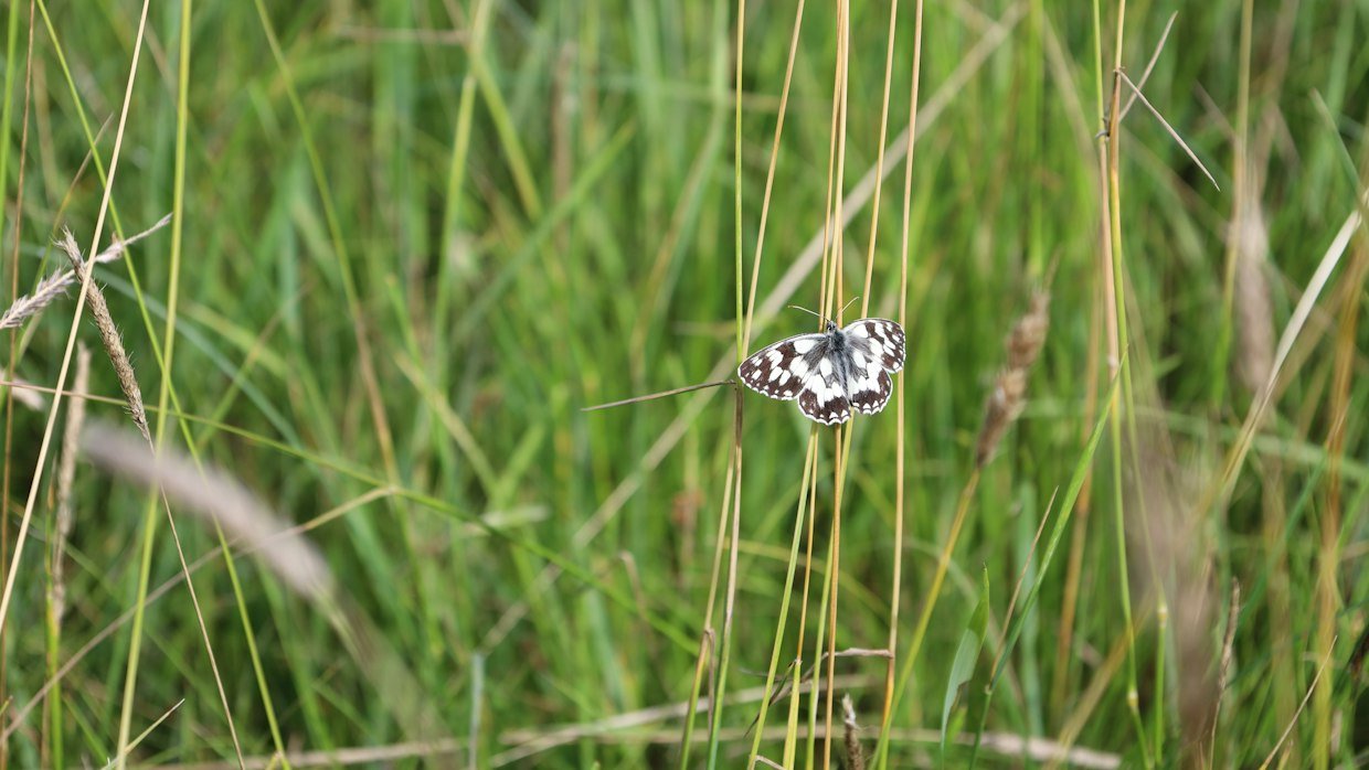 A net resting on grass.